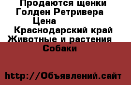 Продаются щенки Голден Ретривера › Цена ­ 20 000 - Краснодарский край Животные и растения » Собаки   